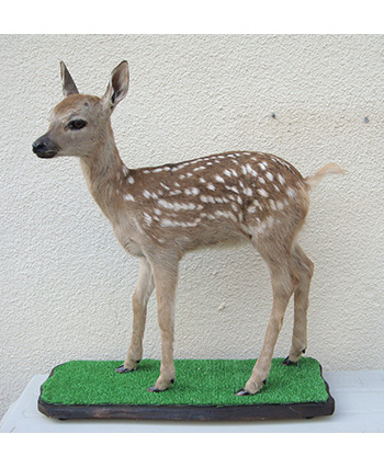 バンビの剥製 小鹿 本物 美品 - メルカリ
