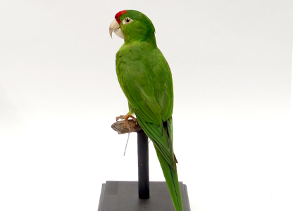 アカビタイメキシコインコ