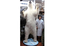 白熊（北極熊）特大