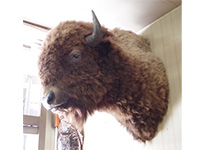 アメリカバイソン