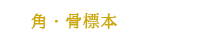 角・骨標本