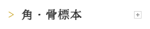 角・骨標本
