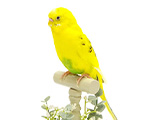 セキセイインコ（熊本県）