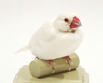 ダイちゃん（埼玉県）