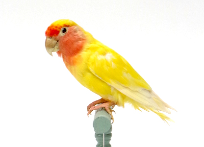 コザクラインコ(1)