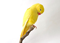 ホンセイインコ