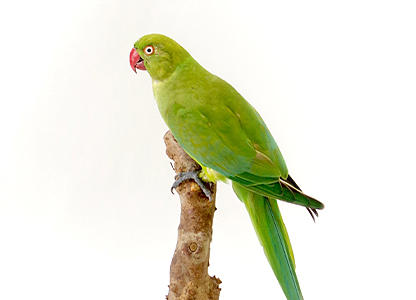 ワカケホンセイインコ