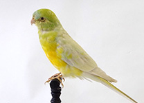 ビセイインコ