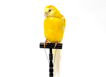 ビセイインコ（4）