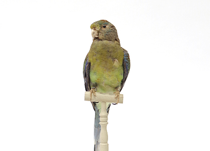 ビセイインコ（5）