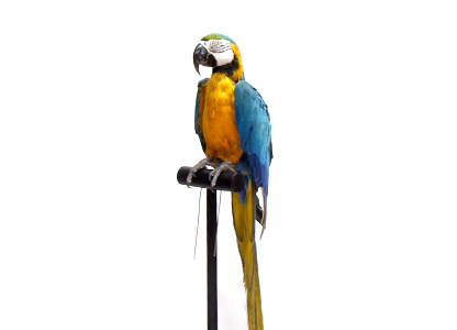 ルリコンゴウインコ