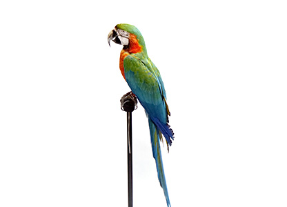 コンゴウインコ（ハルクイン）