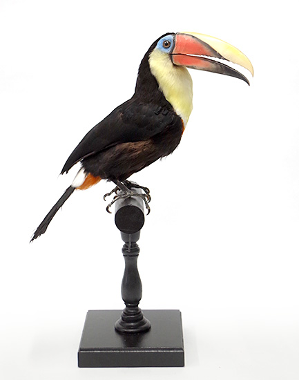 インコ・オウム | 鳥類 | 剥製の製作・直売・レンタル・修理なら