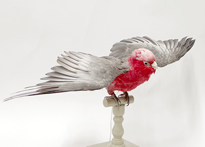 モモイロインコ（羽広げ）