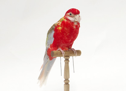 ナナクサインコ(1)