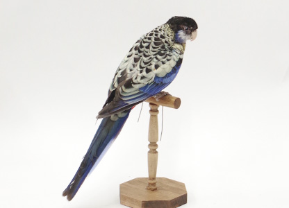 ズグロサメクサインコ