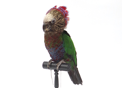 ヒオウギインコ(1)