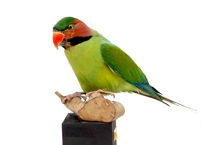 ダルマインコ(1)