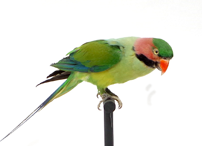 ダルマインコ（2）