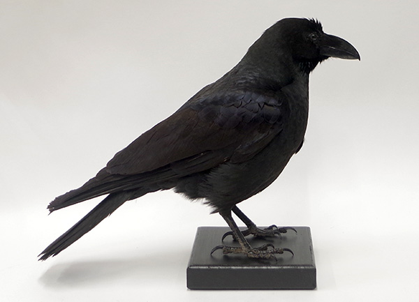 ハシブトガラス | カラス | 鳥類 | 剥製の製作・直売・レンタル