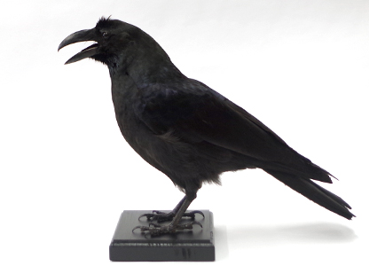 ハシブトガラス（7）