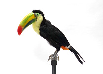 サンショクキムネオオハシ(2)