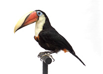 クリハシオオハシ(2)