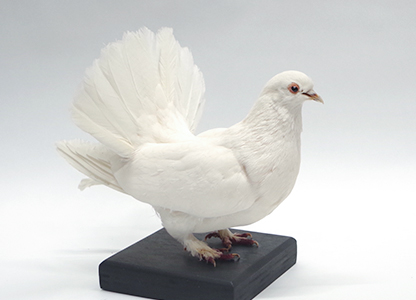 孔雀鳩(1)