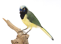 インカサンジャク(1)