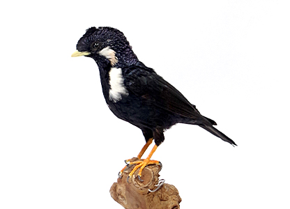 セレベスオオサマムクドリ(1)