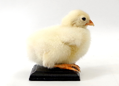 ヒヨコ(1)