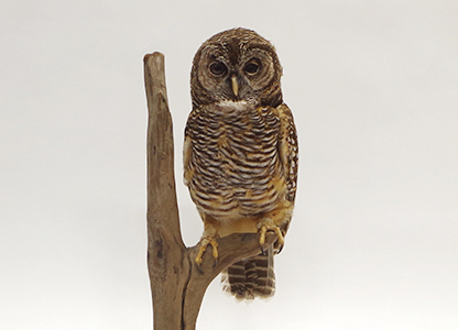 アカアシモリフクロウ
