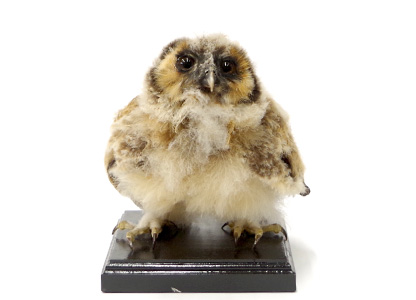 オオフクロウ(ヒナ) (外国産)