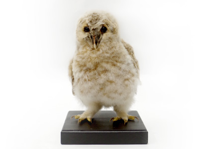 フクロウ(ヒナ) (外国産)