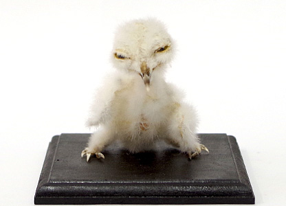シロフクロウ(ヒナ)(小)(1)(外国産)