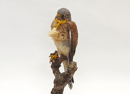 チョウゲンボウ