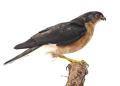 ツミ（オス）（2）