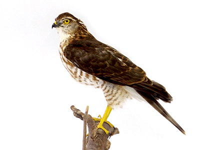 ツミ（メス）（1）