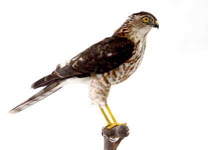 ツミ（メス）（2）