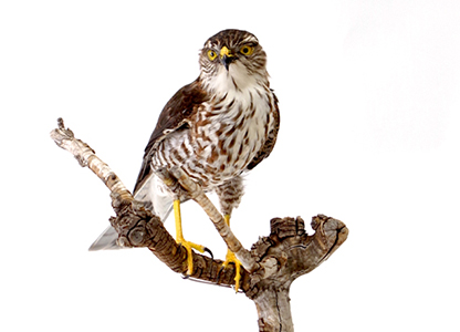 ツミ（メス）（3）