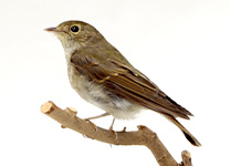 キビタキ ♀