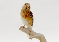 ベニマシコ ♀