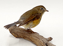 ルリビタキ♀