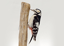 アカゲラ