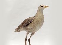 ツルクイナ 幼鳥