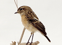 ノビタキ♀
